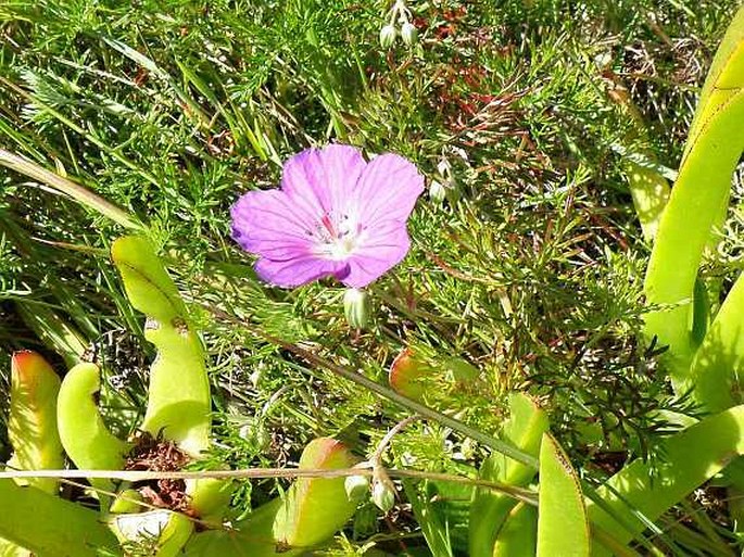 Geranium incanum