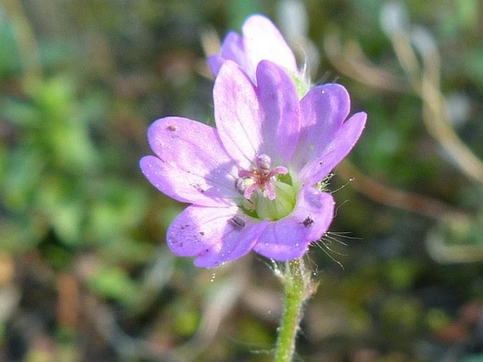 Geranium molle