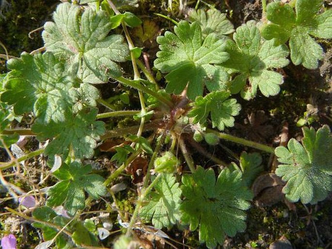 Geranium molle