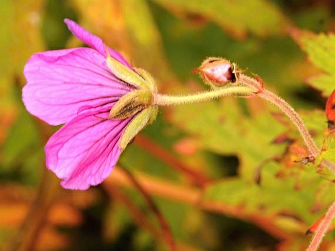 Geranium psilostemon