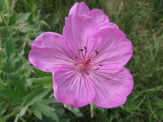 Geranium viscosissimum