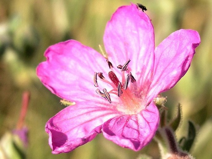 Geranium viscosissimum