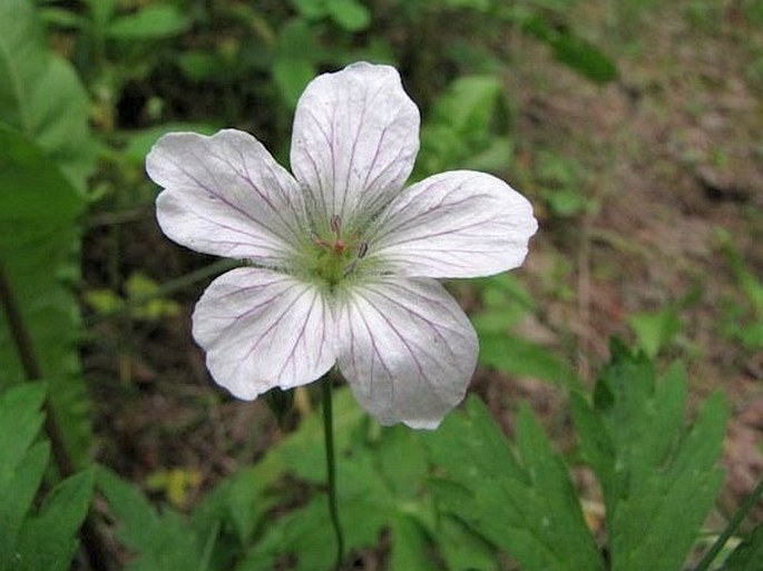 Geranium richardsonii