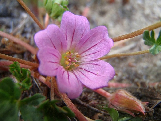 Geranium sessiliflorum