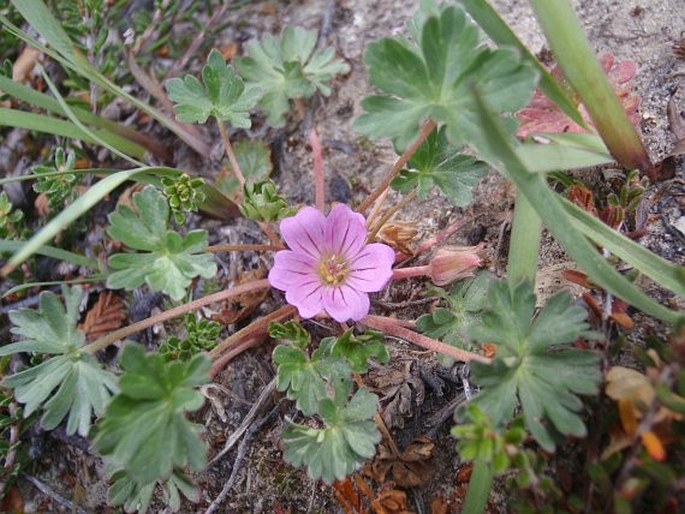 Geranium sessiliflorum