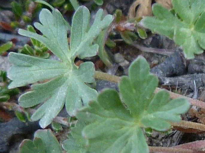 Geranium sessiliflorum