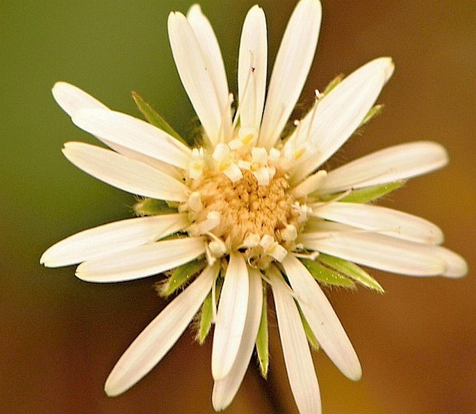 GERBERA CORDATA (Thunb.) Less.