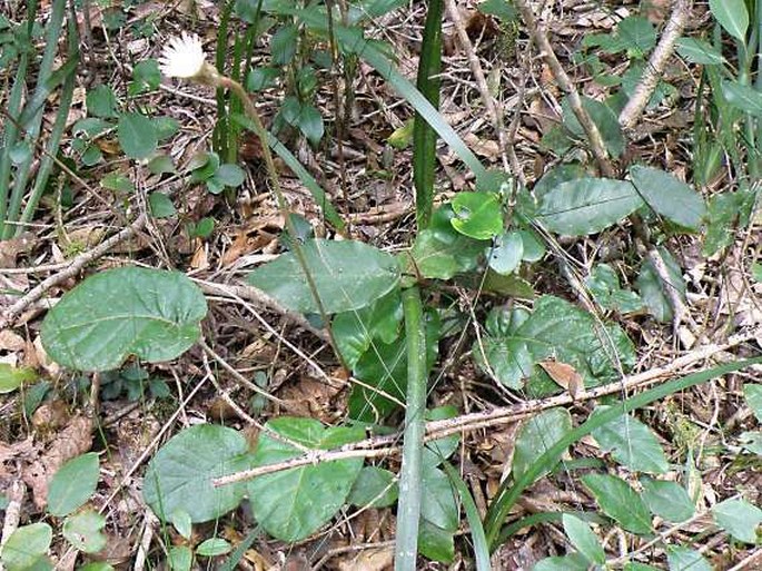 Gerbera cordata