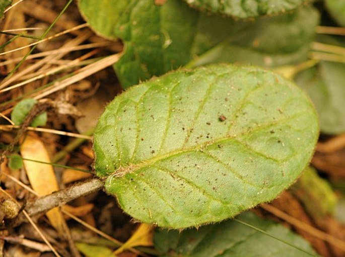 Gerbera cordata