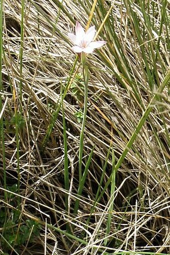 Hesperantha petitiana