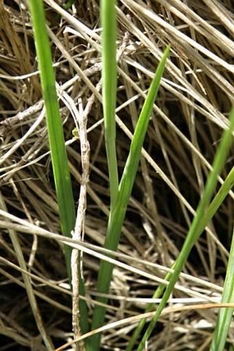 Hesperantha petitiana