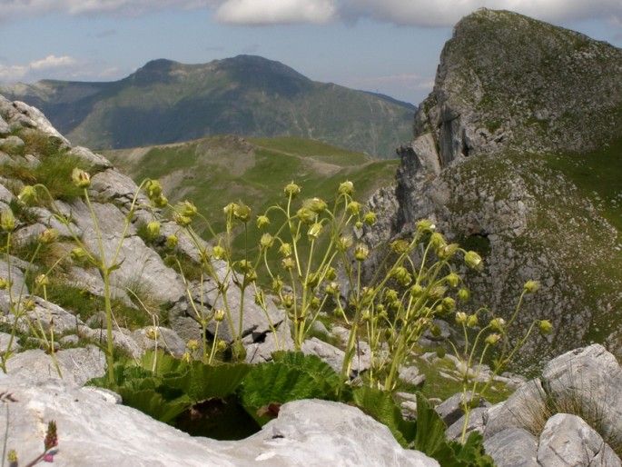 Geum bulgaricum