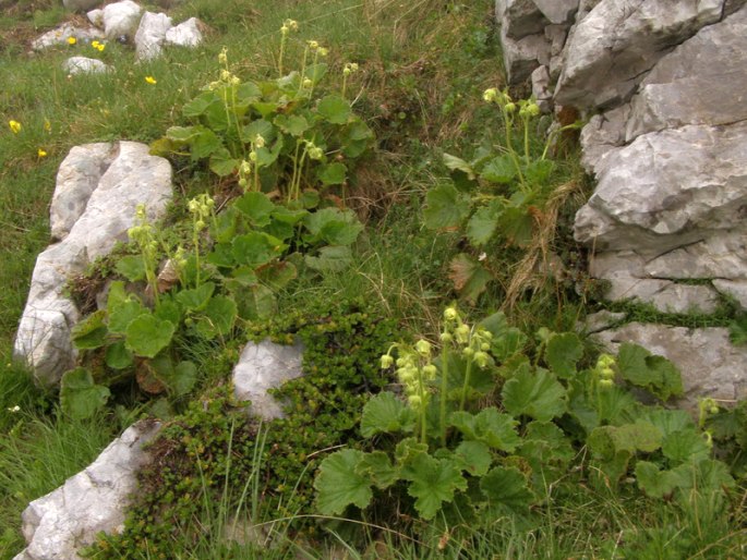 Geum bulgaricum