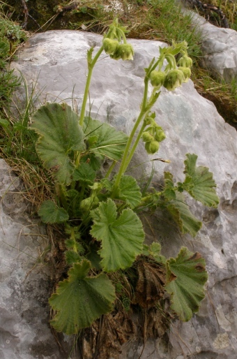 Geum bulgaricum