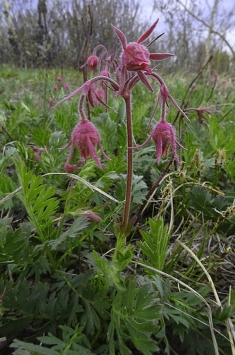 Geum triflorum