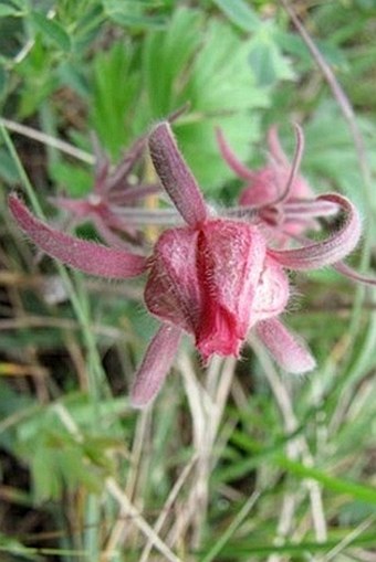 Geum triflorum