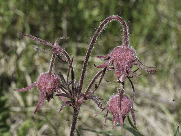 Geum triflorum