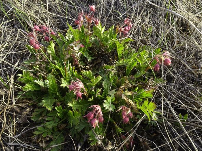 Geum triflorum