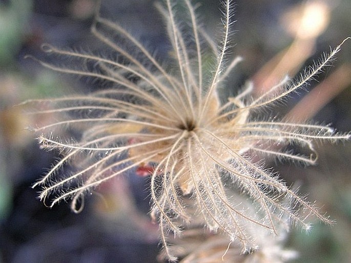 Geum triflorum