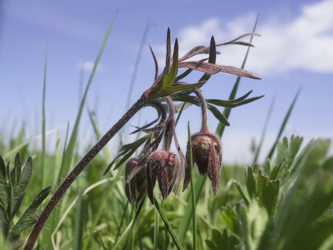 GEUM TRIFLORUM Pursh – kuklík