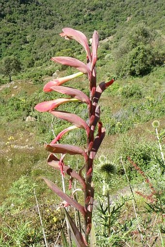 Gladiolus abyssinicus