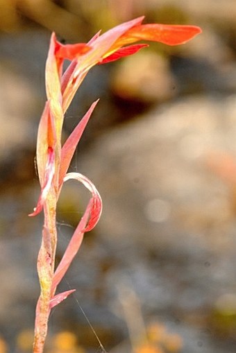 Gladiolus abyssinicus