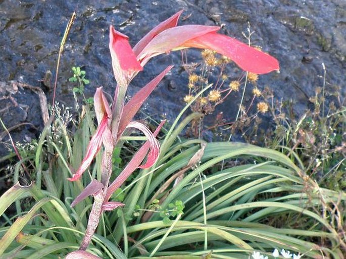 Gladiolus abyssinicus