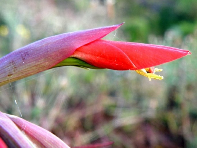 Gladiolus abyssinicus