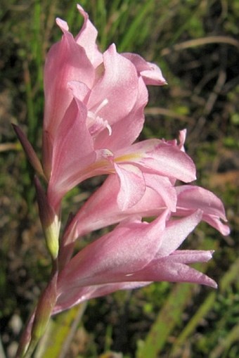 Gladiolus brevifolius