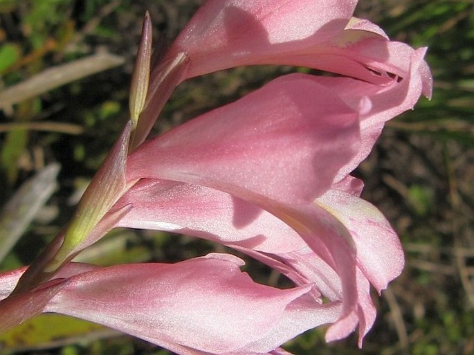 Gladiolus brevifolius