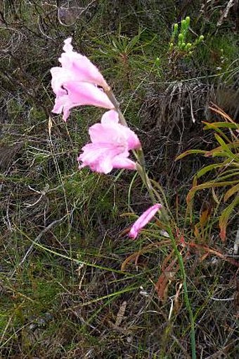 Gladiolus hirsutus