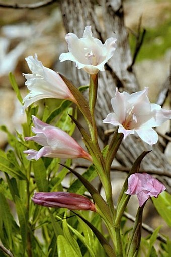 Gladiolus caryophyllaceus