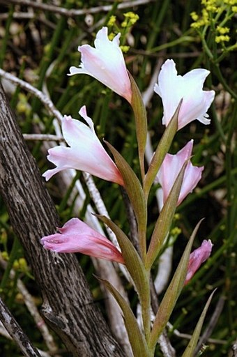 Gladiolus caryophyllaceus