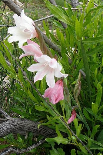 Gladiolus caryophyllaceus