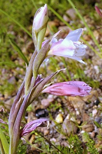 Gladiolus caryophyllaceus