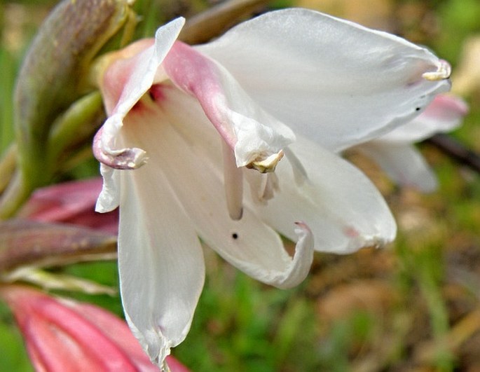 Gladiolus caryophyllaceus