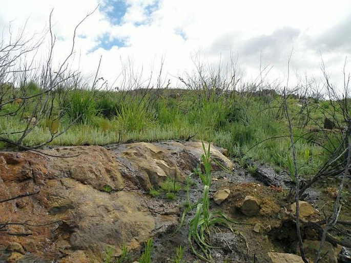 Gladiolus caryophyllaceus