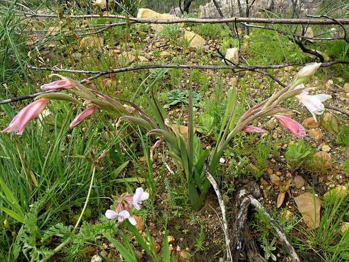 Gladiolus caryophyllaceus