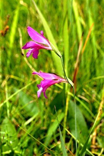 Gladiolus illyricus