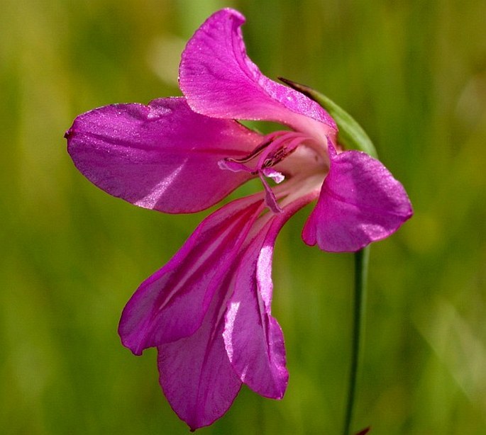 Gladiolus illyricus