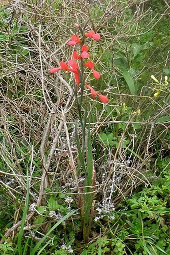 Gladiolus cunonius