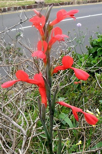 Gladiolus cunonius