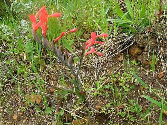 Gladiolus cunonius