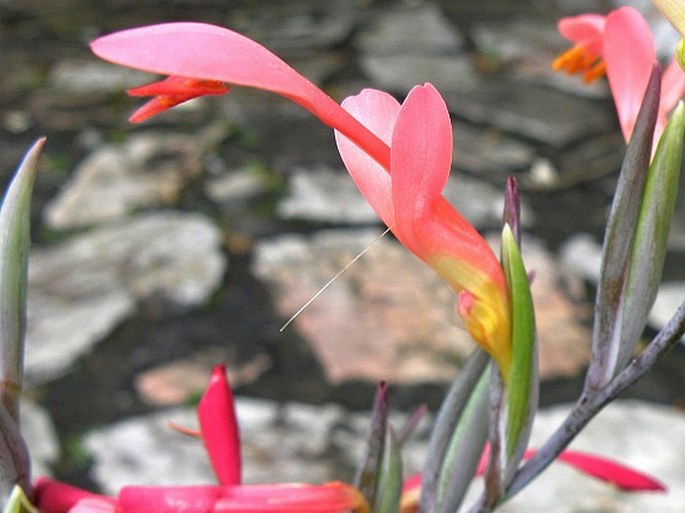 Gladiolus cunonius