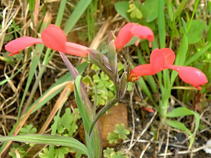 Gladiolus cunonius