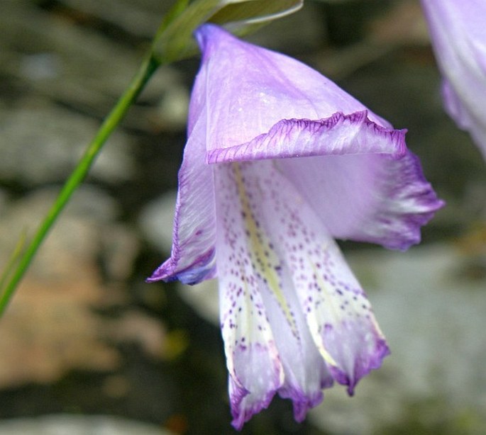 Gladiolus bullatus