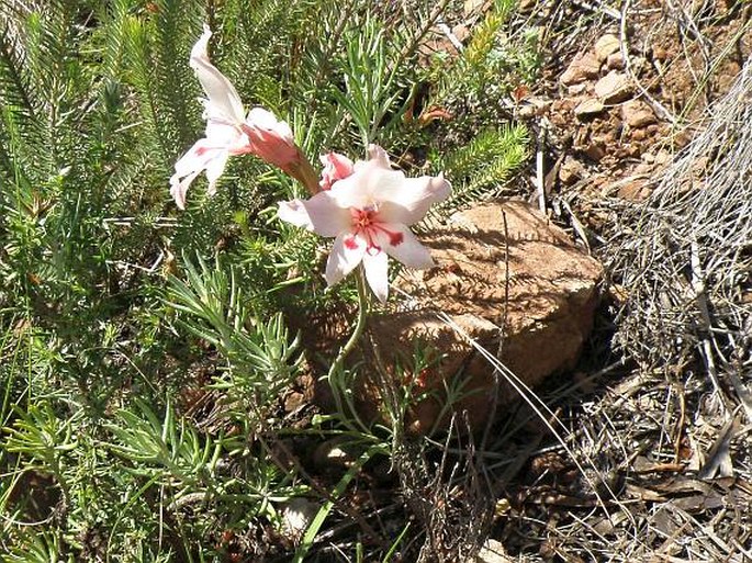 Gladiolus carneus