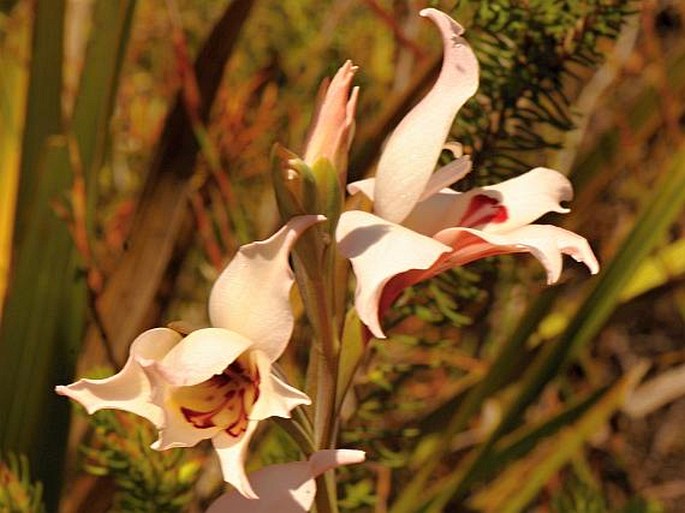 Gladiolus carneus