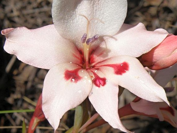 Gladiolus carneus