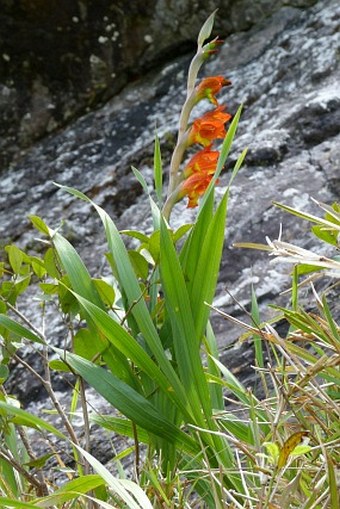 Gladiolus dalenii